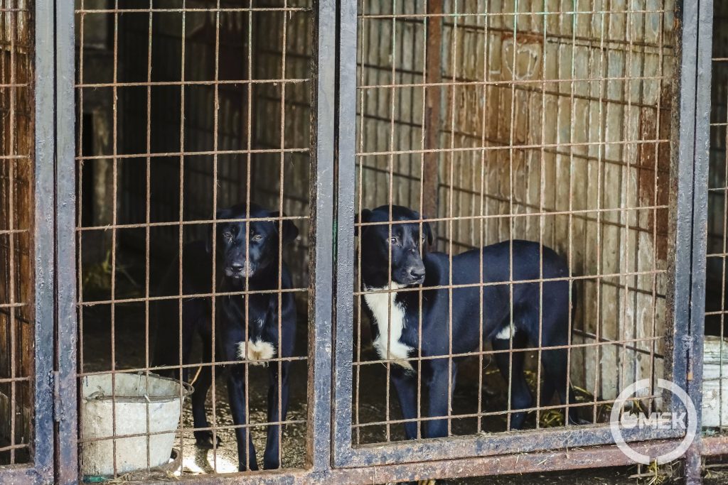 Főleg kóborló kutyákról beszélünk, mivel a gazdáik nem fordítanak gondot a telkük körbekerítésére.