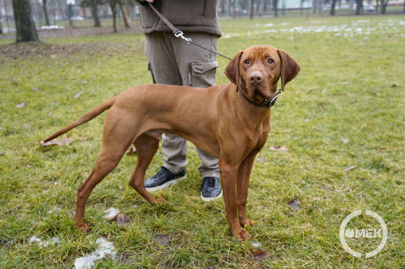 Megalakult az Ebtenyésztők és Hobbi Kutyatartók Gömör Térségi Egyesülete.