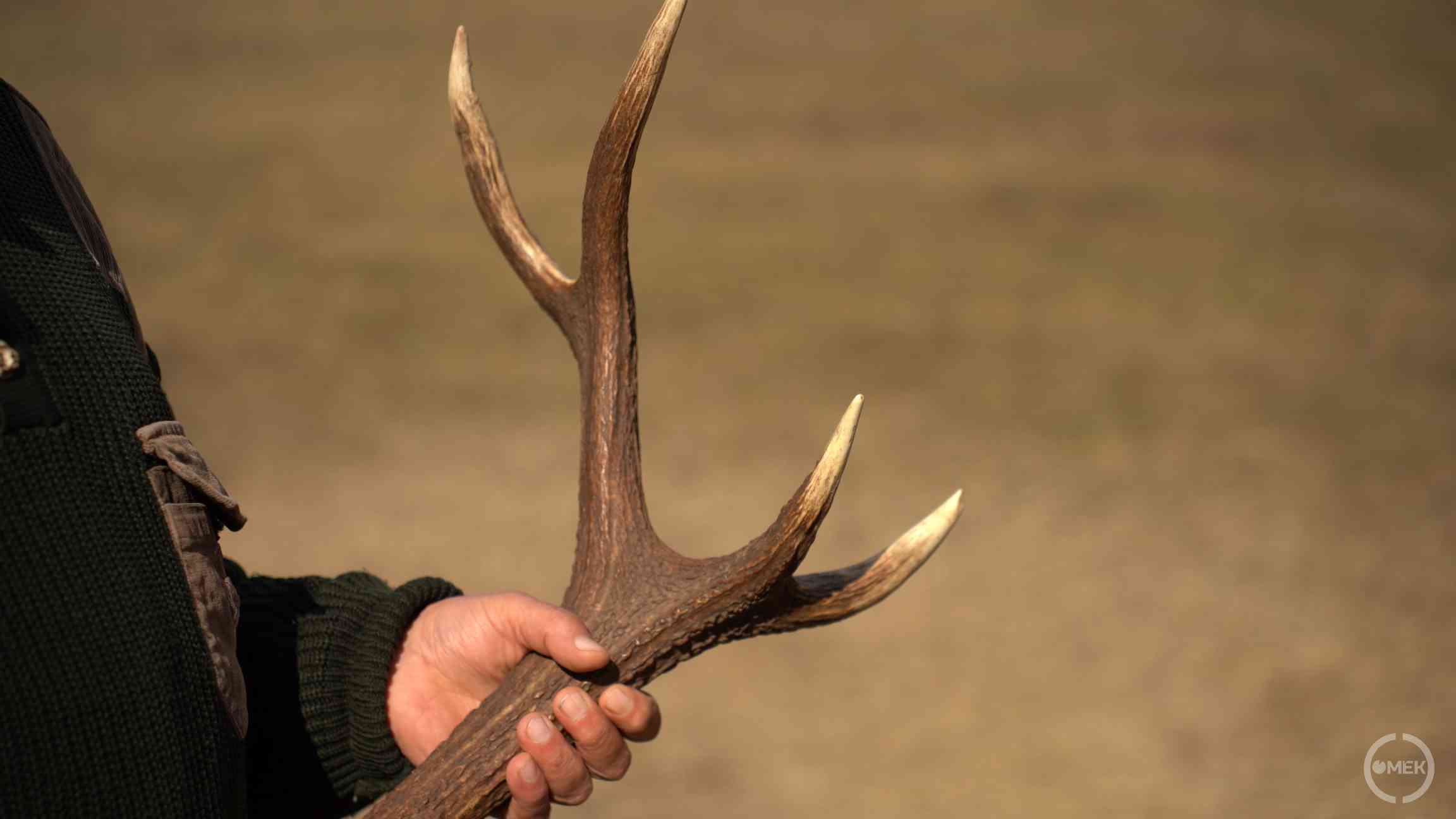 Tilos az agancsgyűjtés engedély nélkül!