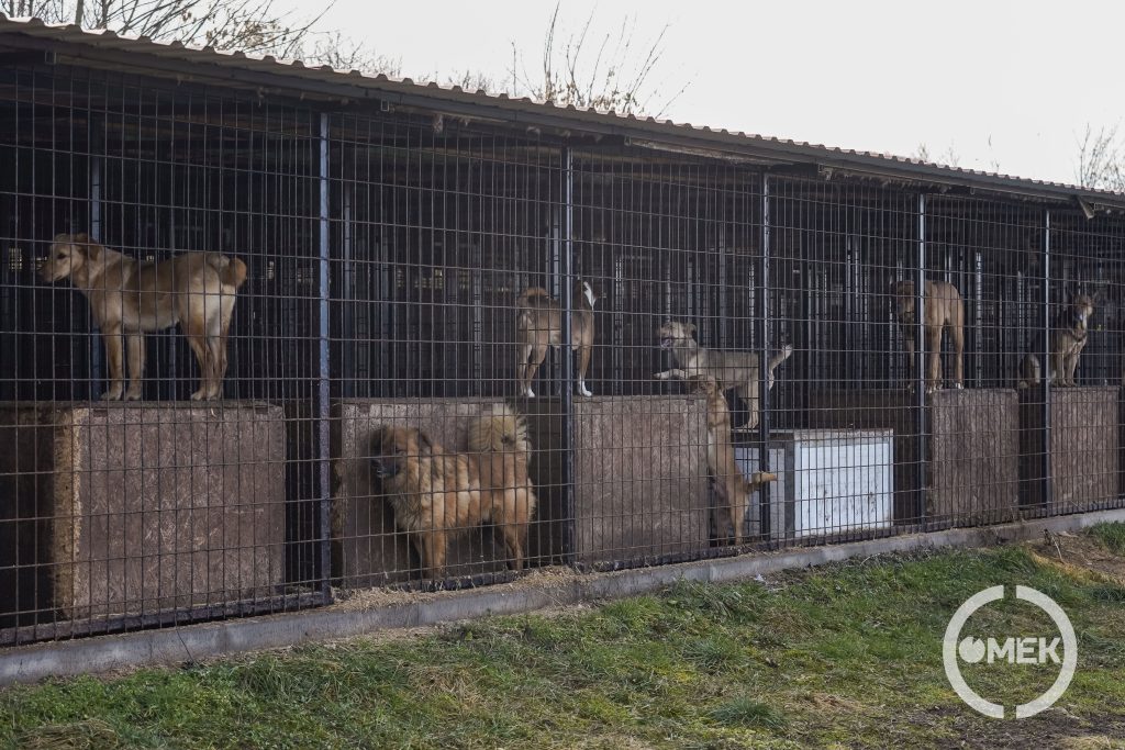 Tizenhat kutyát fogtak be Sajóvárkonyról.
