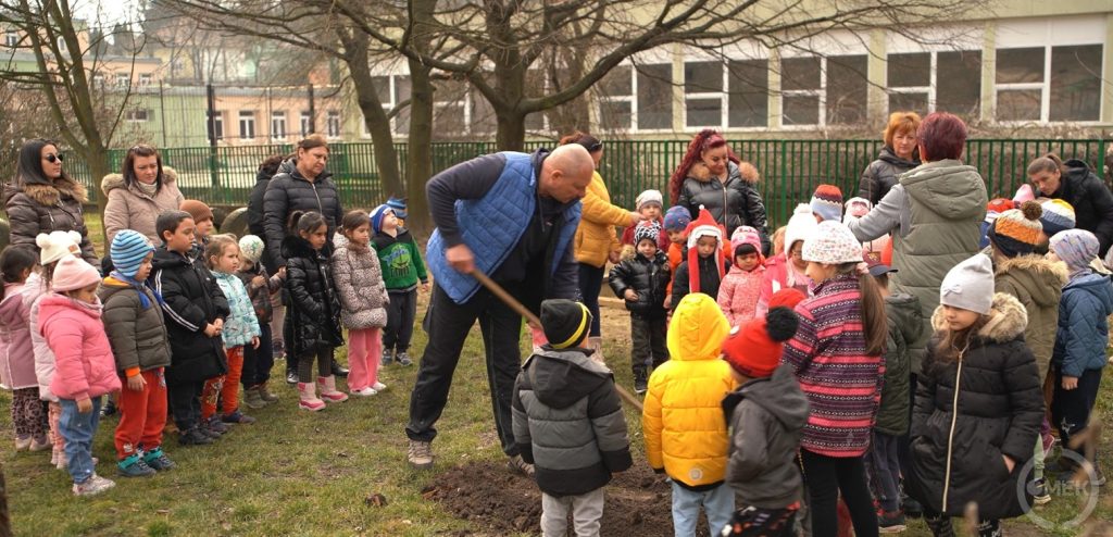 A juharfa egy helyi csemetekertből származik.