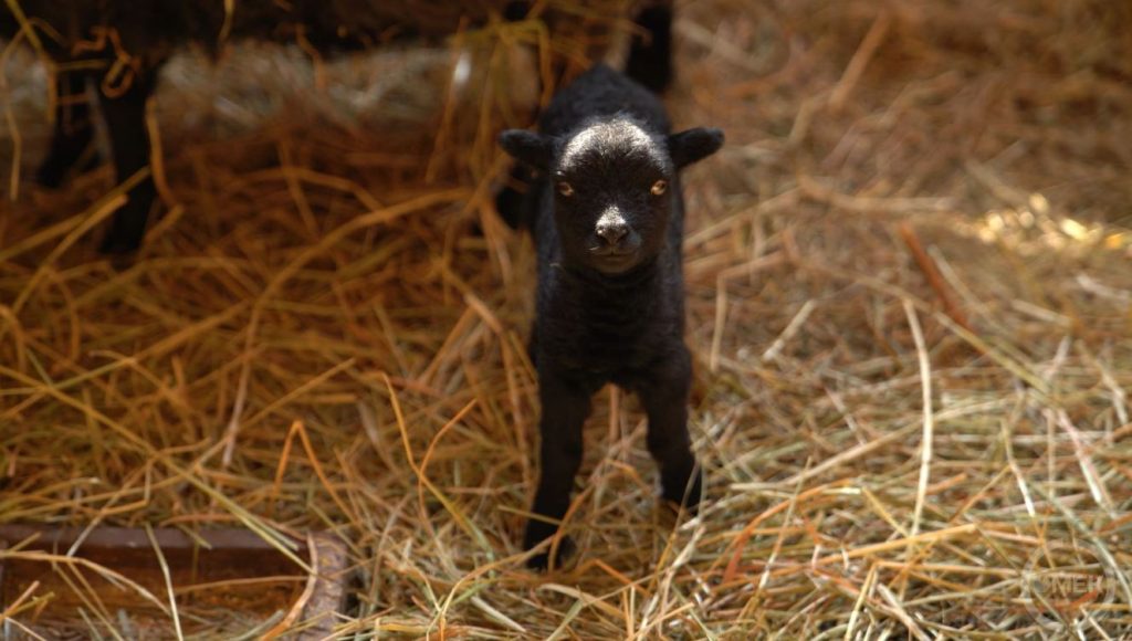 A pár napja született fekete bárány.