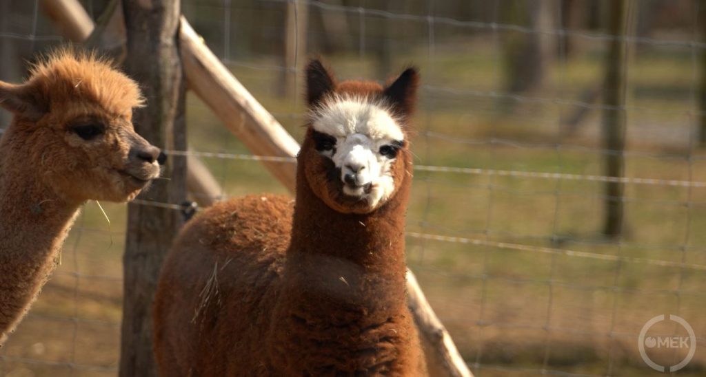 Alpakák a kifutójukban.