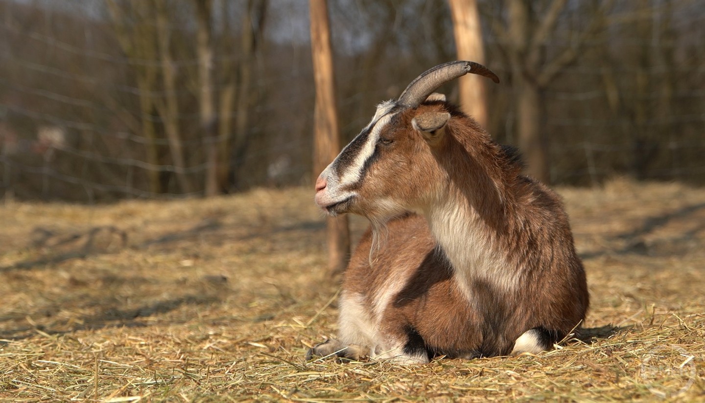 Az állatok ezután csak az ÓVI által értékesített csemegével etethetők.