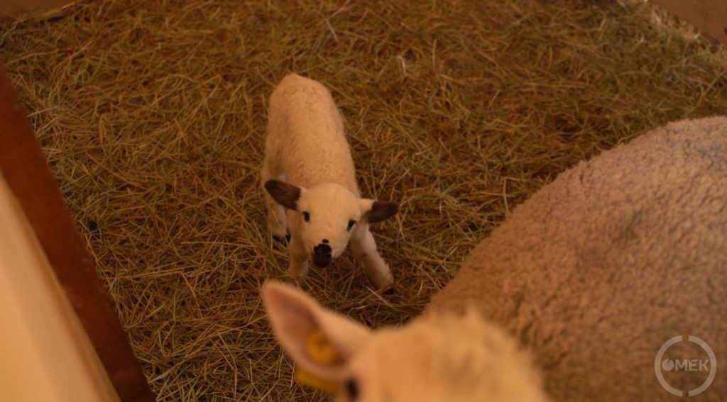 Kis bárány az anyukájával.