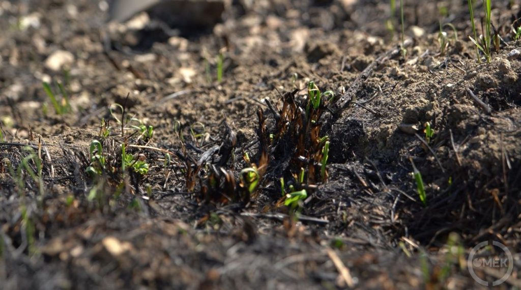 Leégett a fű és a nádas Kissikátorban.