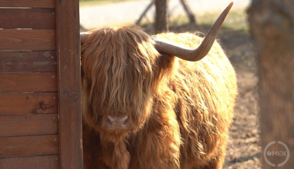 Skót-felföldi szarvasmarha.