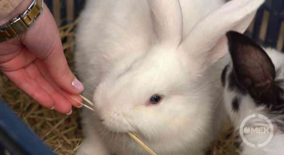 Szénát rágcsál a törpenyúl.