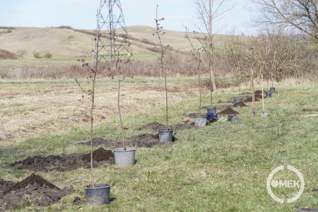 A gödrök mellett sorakoznak a facsemeték.