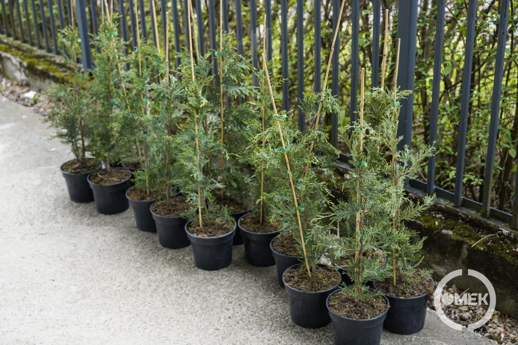 A munkatársak gyümölcsfák és dísznövények közül választhattak.