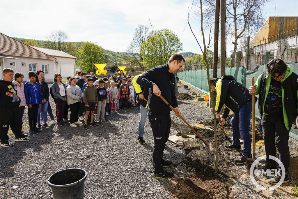 Az iskola salakos udvarára négy platánfa került.