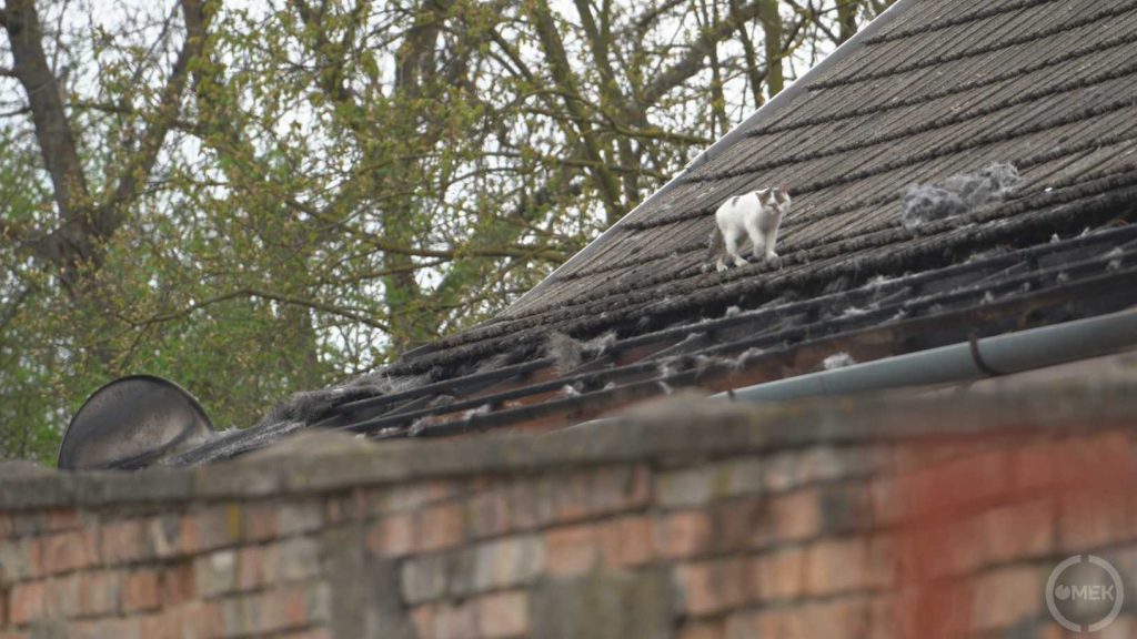 Egy macska sétál a szétégett tetőszerkezeten.