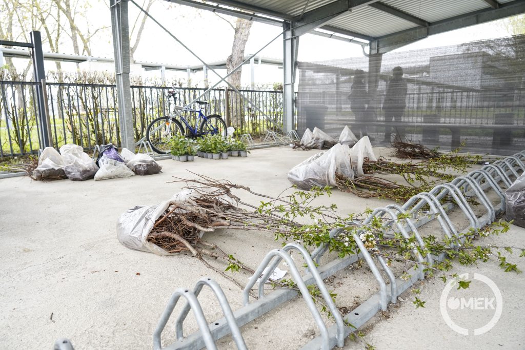 Facsemeték és dísznövények a Neutrik Hungray Kft. biciklitárolójában.