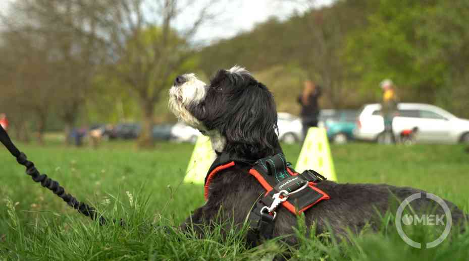Gazdáját figyeli a kutya.