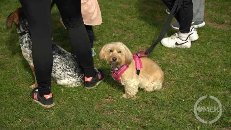 Kistestű kutyusok is indultak a versenyen.