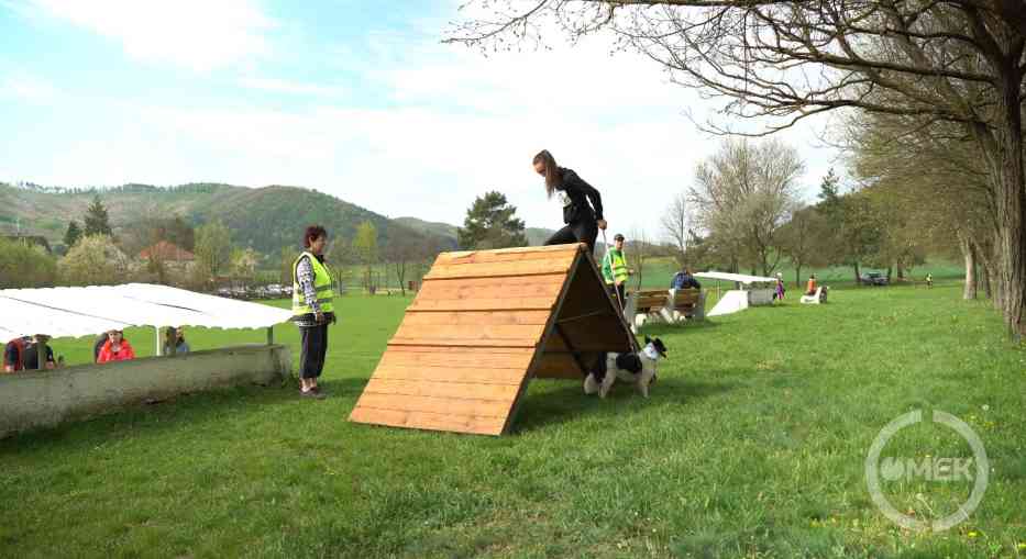 Kutyájával próbál átmenni az egyik akadályon a versenyző.