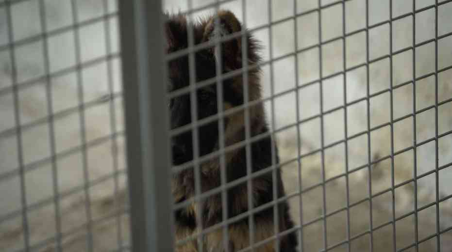 Németjuhász a kennelben.