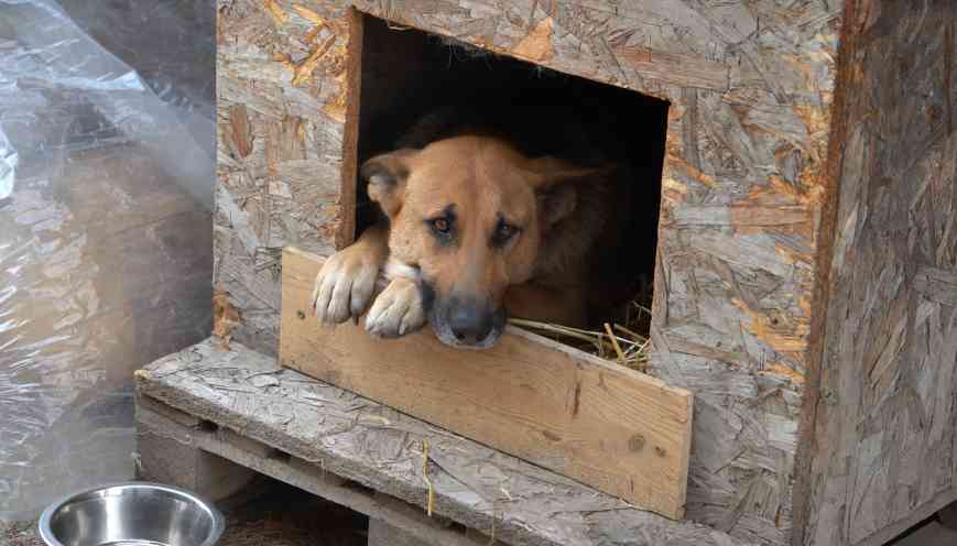Németjuhász fekszik a helyén.