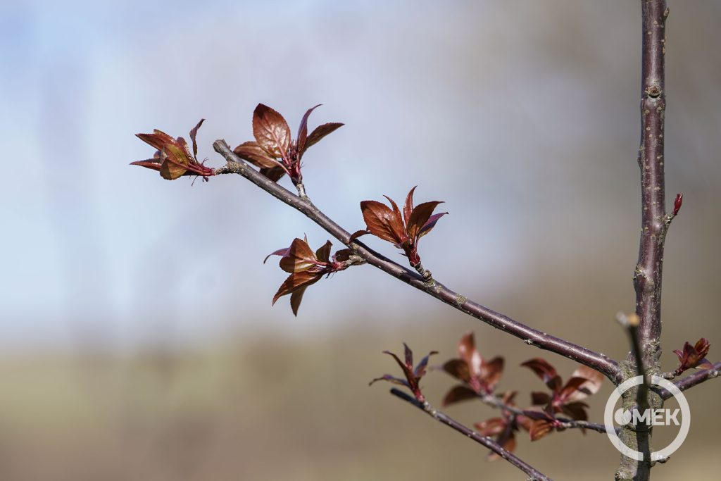 Rügyezik a vérszilvafa.