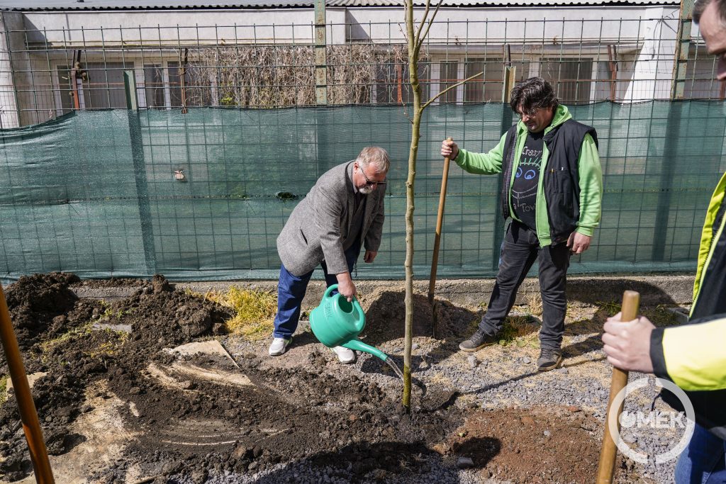 Több száz éves életciklusukkal a következő generációk számára is árnyékot adnak majd.