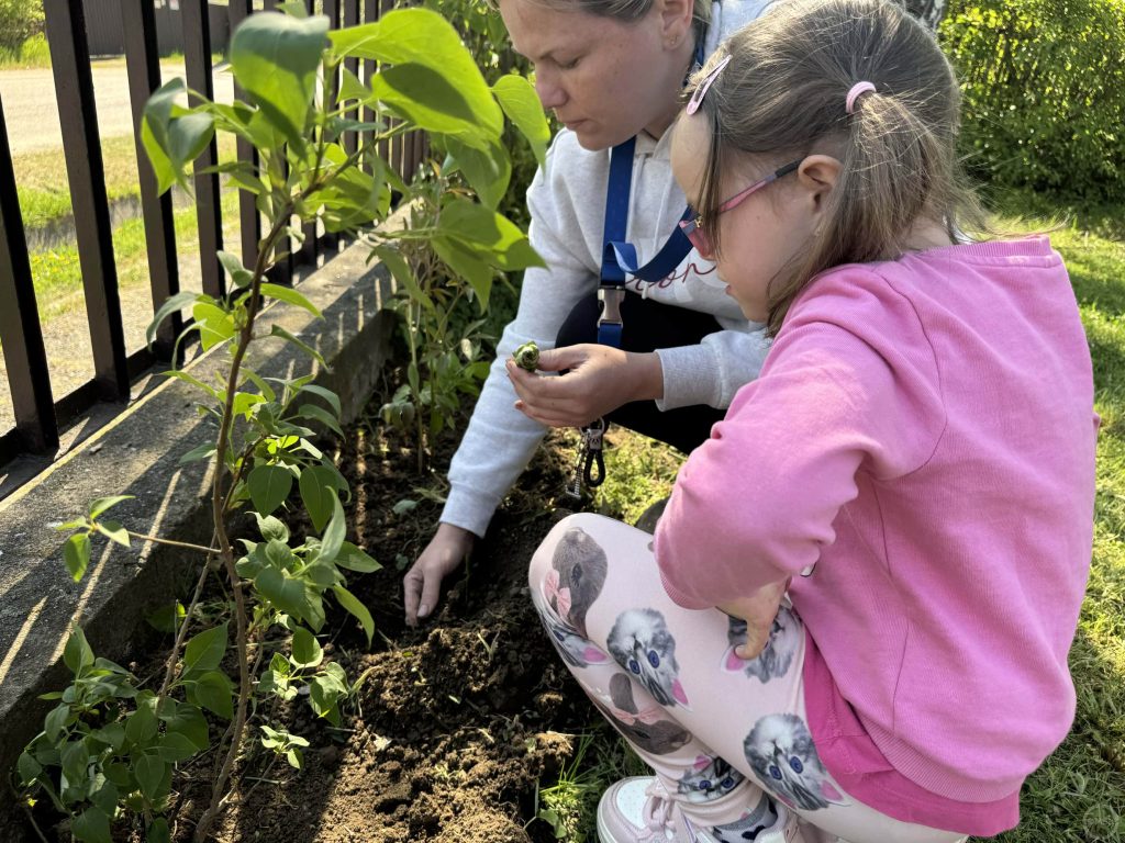 Többféle dughagyma került a földbe.