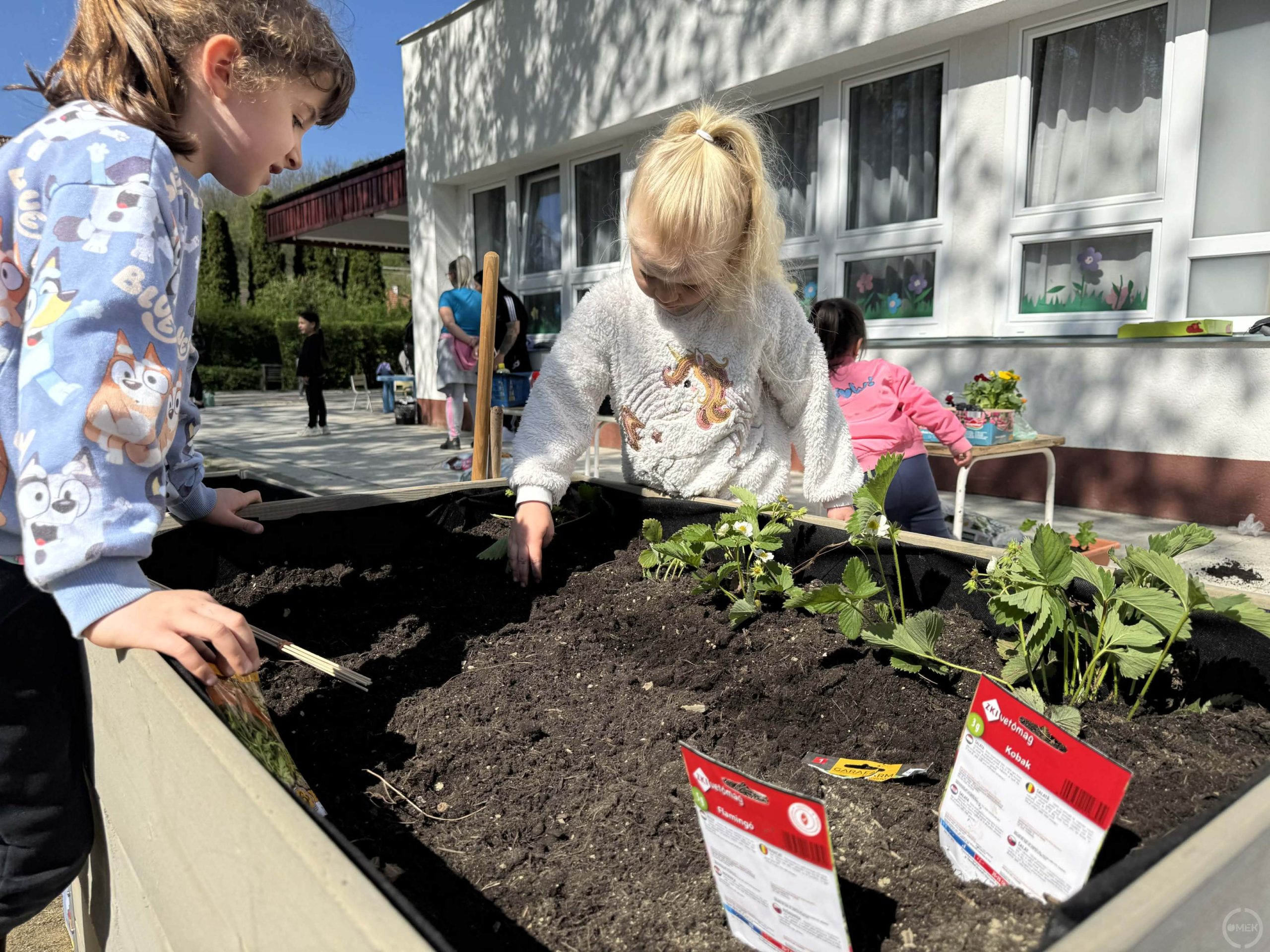 Zajlik az ültetés.