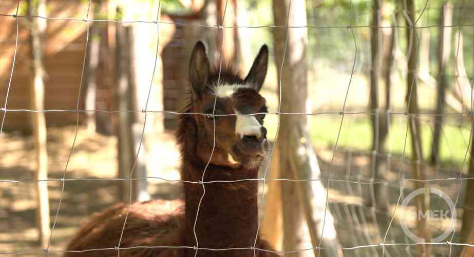 Bandi, a láma.