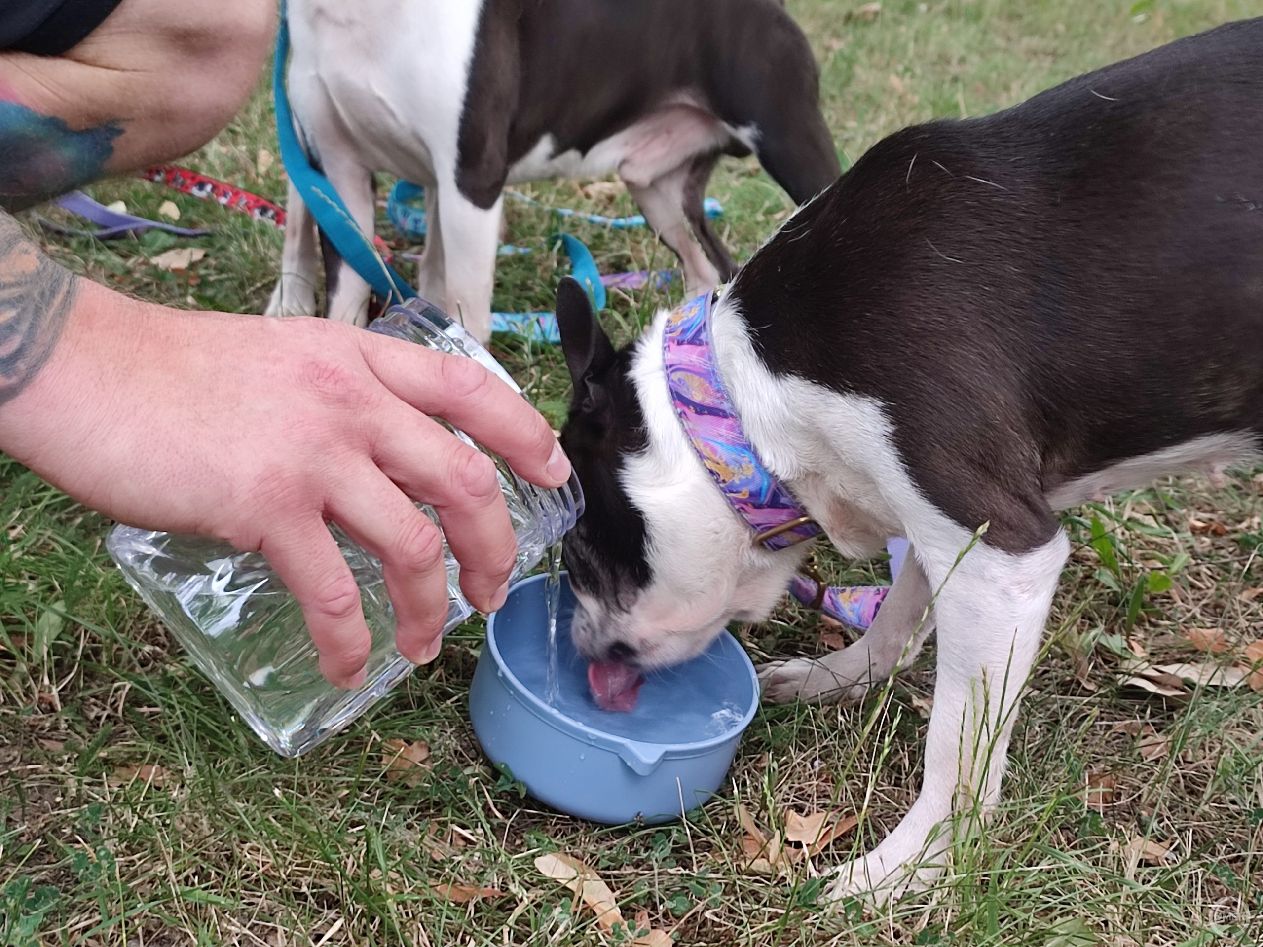 Isznak a boston terrierek.