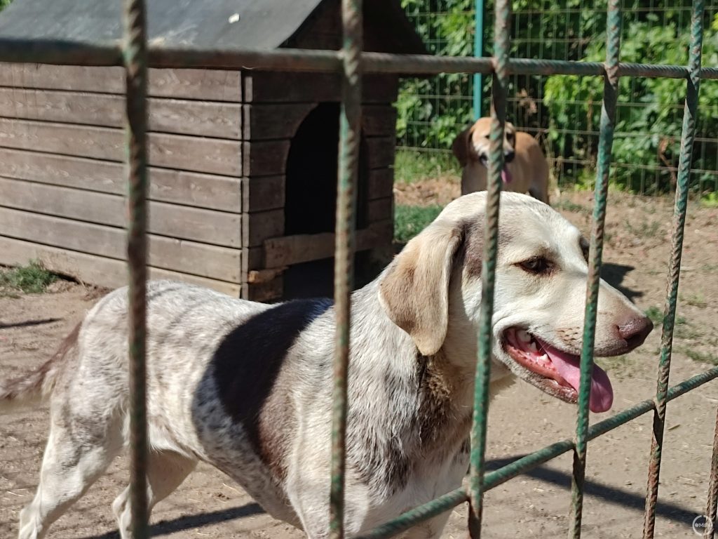 Egy várakozó kutya a kennelben.