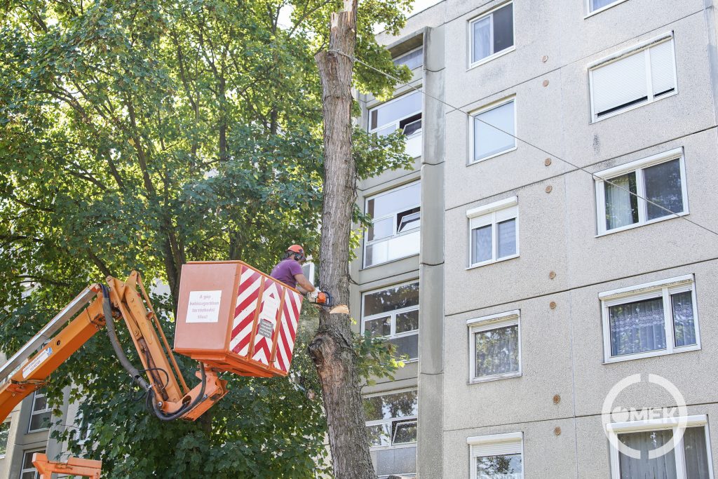 Emelőkosaras autóról vágják ki a fát.