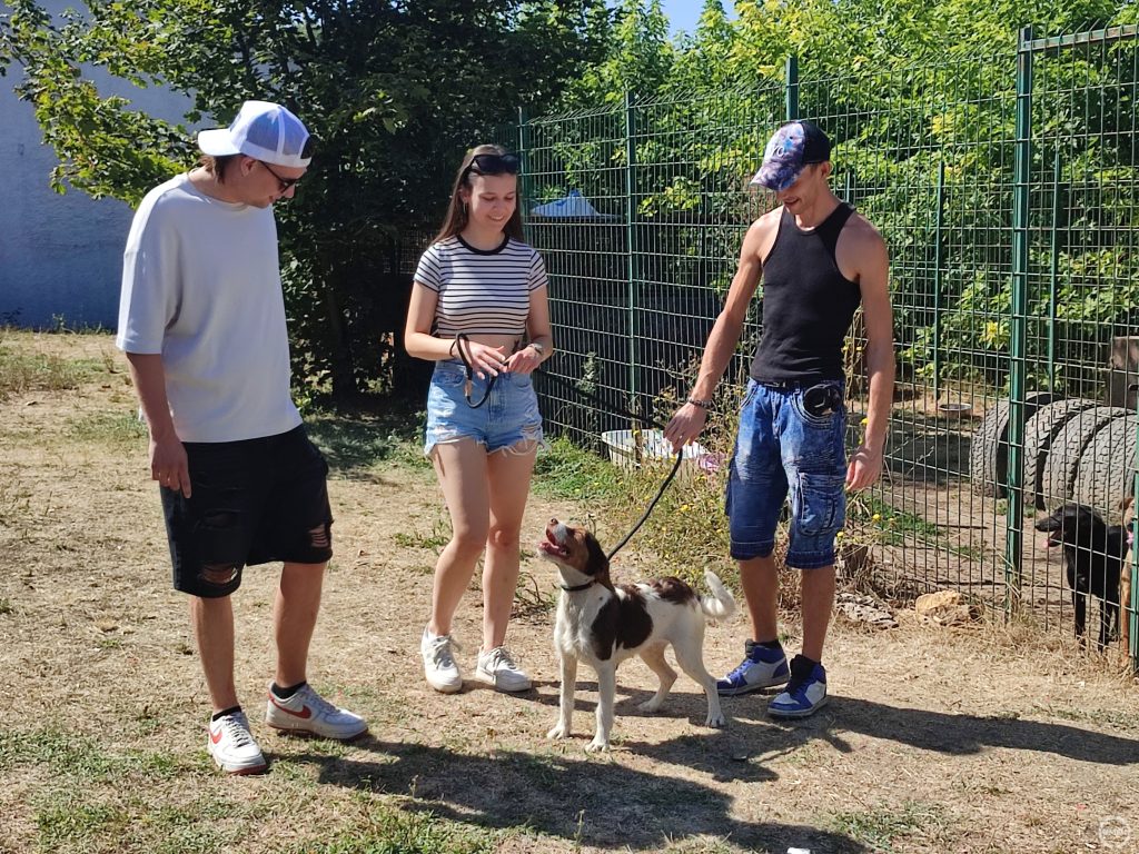 Hamarosan indulnak a sétára a kiválasztott kutyával a látogatók.