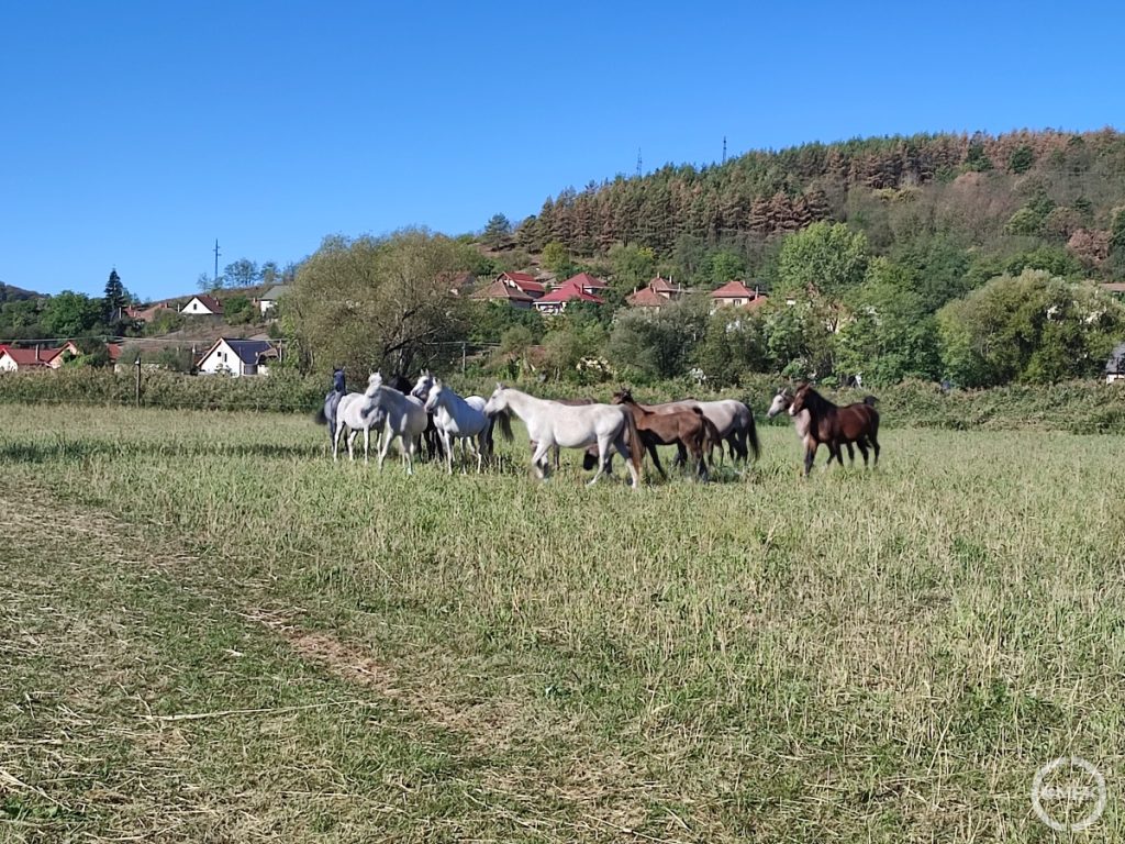 Lovak a legelőn.