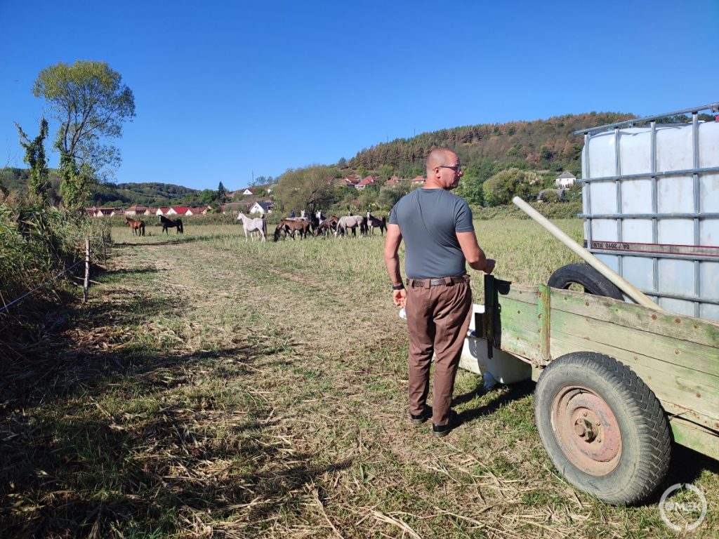 Varga Balázs és a ménes.