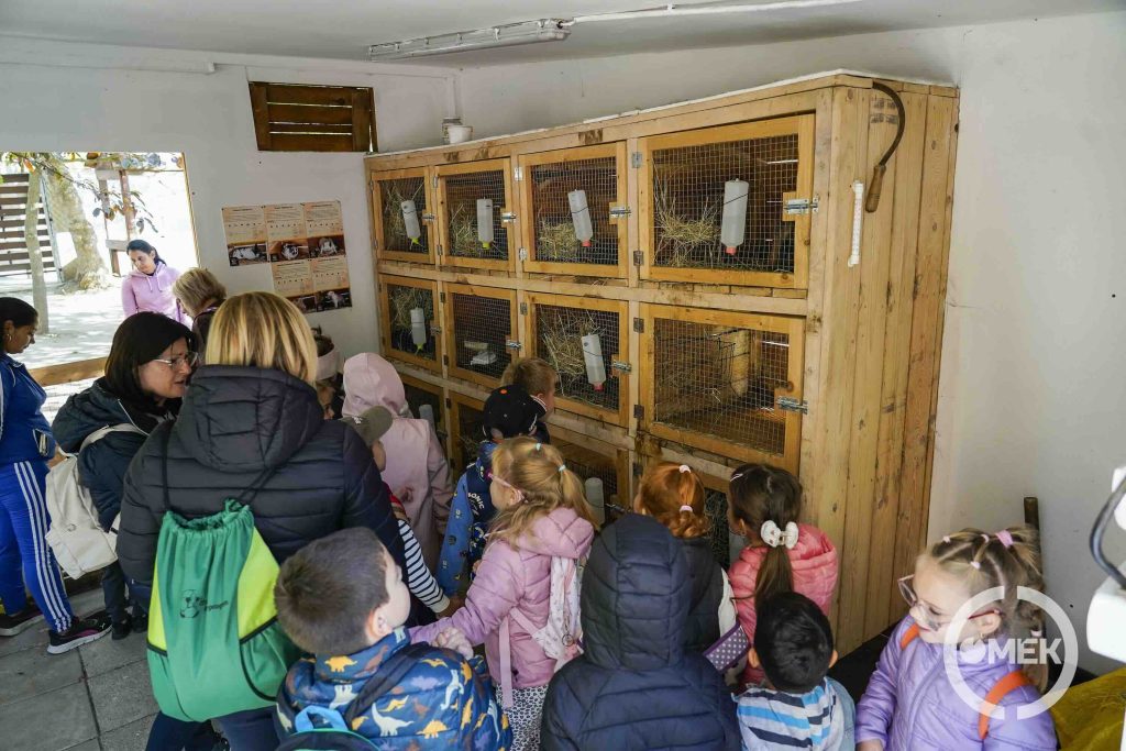 A nyuszikat látogatják meg a gyerekek.