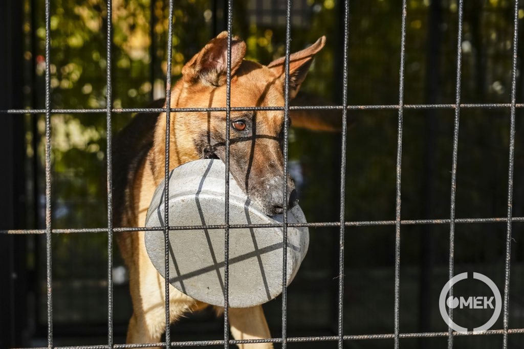 Izgatottan várták a négylábúak, hogy legközelebb ki kerül sorra.