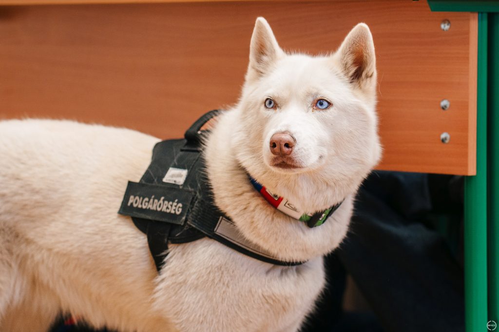 Pandora a husky.